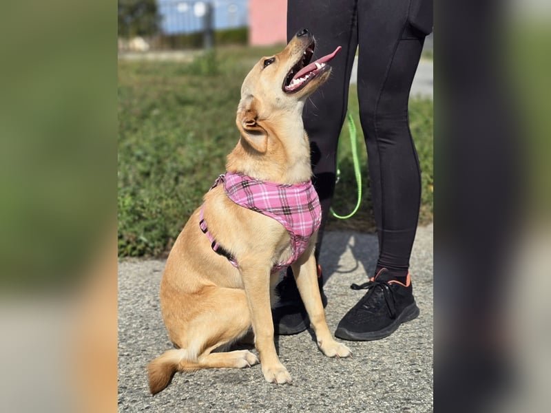 Rea ❤️kleines Labbi-Mischlingsmädchen mit großem Herzen