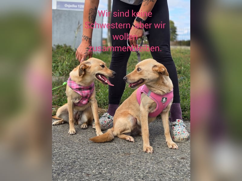 Rea ❤️kleines Labbi-Mischlingsmädchen mit großem Herzen