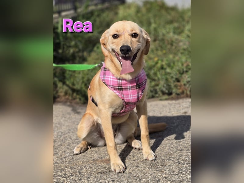Rea ❤️kleines Labbi-Mischlingsmädchen mit großem Herzen