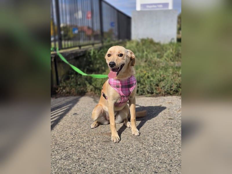 Rea ❤️kleines Labbi-Mischlingsmädchen mit großem Herzen