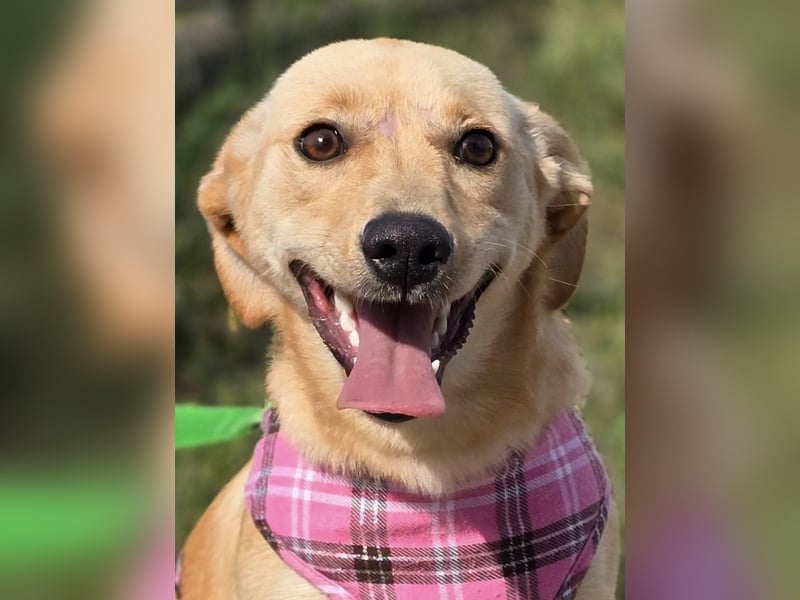 Rea ❤️kleines Labbi-Mischlingsmädchen mit großem Herzen