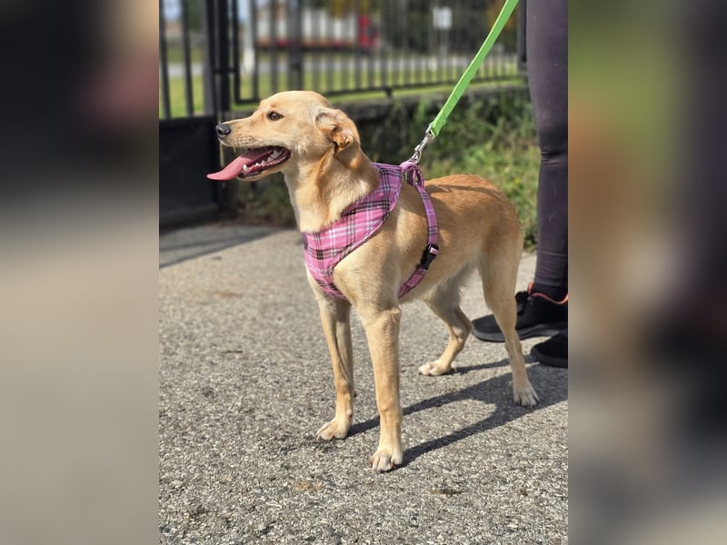 Rea ❤️kleines Labbi-Mischlingsmädchen mit großem Herzen