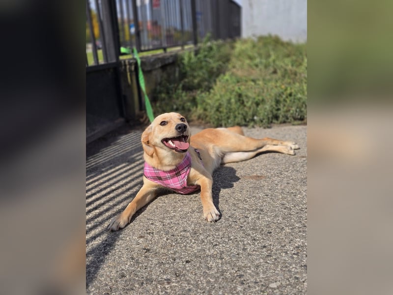 Rea ❤️kleines Labbi-Mischlingsmädchen mit großem Herzen