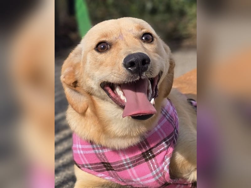 Rea ❤️kleines Labbi-Mischlingsmädchen mit großem Herzen