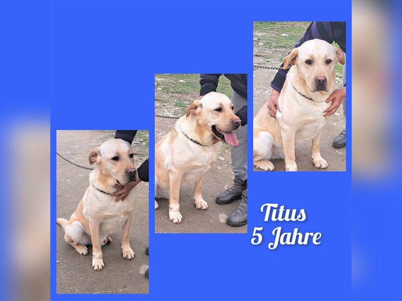 Labrador Titus schaut so traurig.