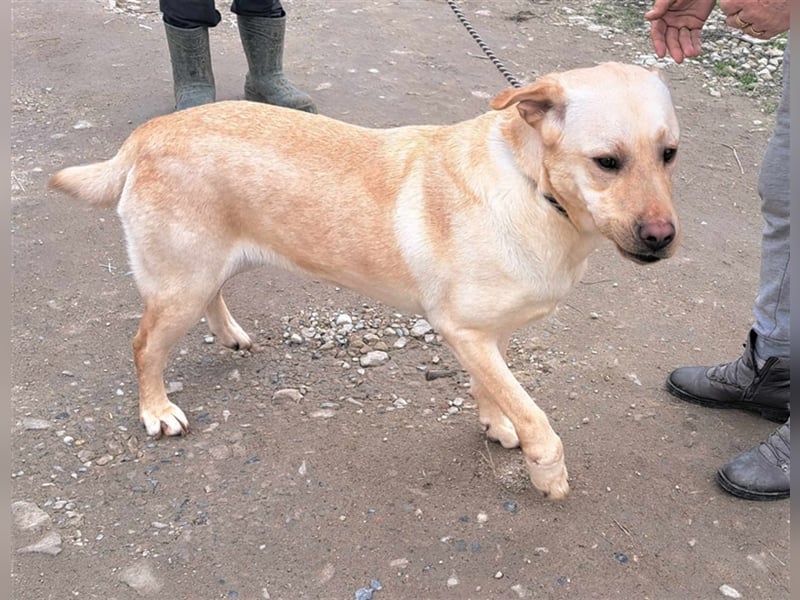 Labrador Titus schaut so traurig.