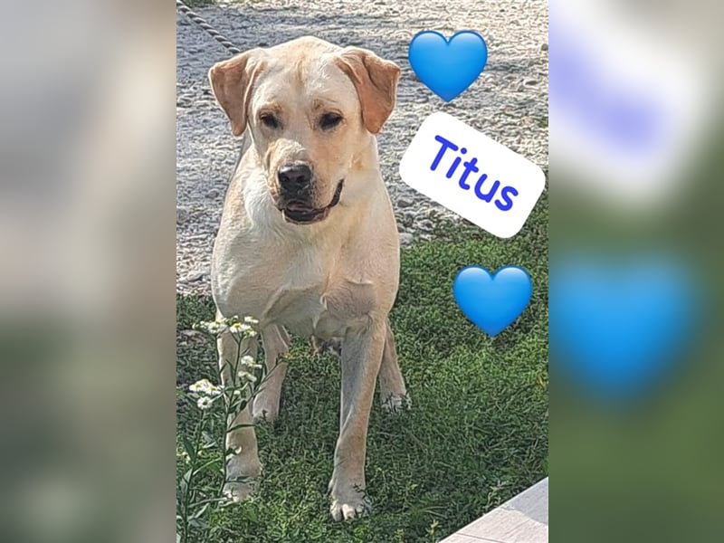 Labrador Titus schaut so traurig.