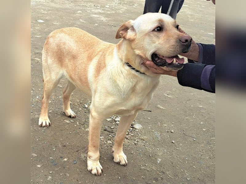 Labrador Titus schaut so traurig.