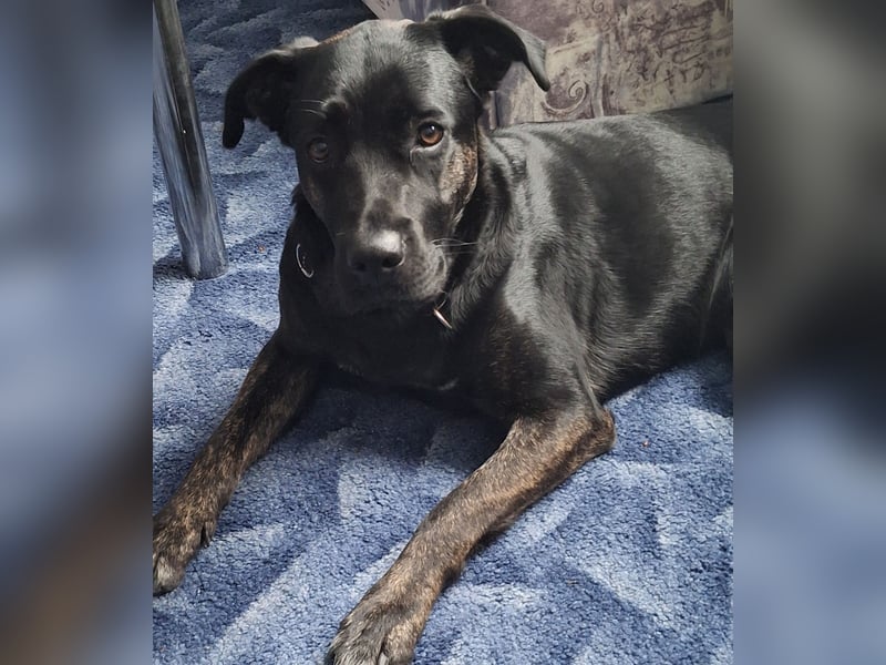 Maja sucht ein neues zu Hause