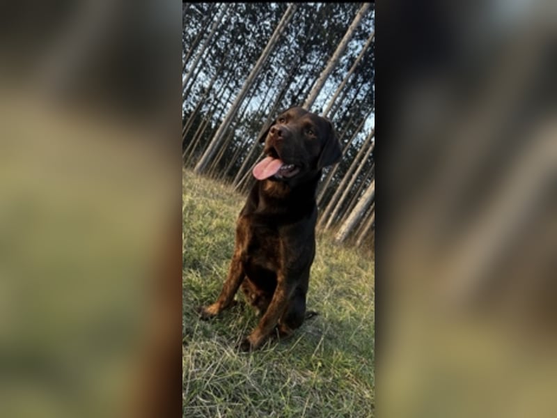 Reinrassiger Labrador mit Ahnentafel