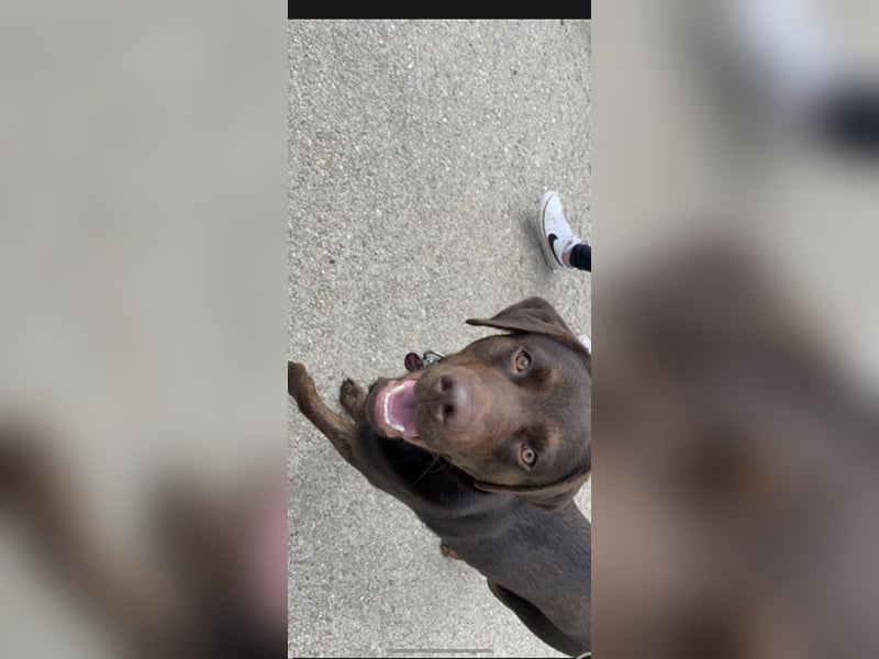 Labrador Deckrüde mit Papieren