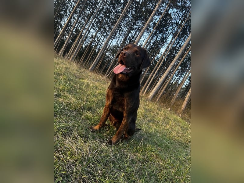 Labrador Deckrüde mit Papieren