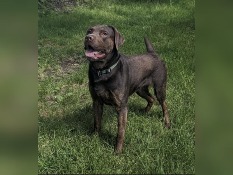 Labrador Deckrüde mit Papieren
