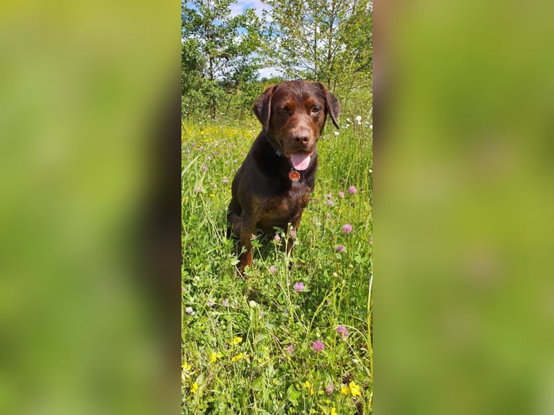 Labrador Deckrüde mit Papieren