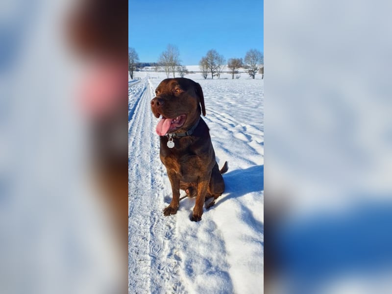 Labrador Deckrüde mit Papieren