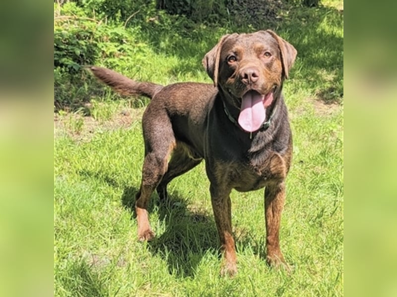 Reinrassiger Labrador mit Ahnentafel