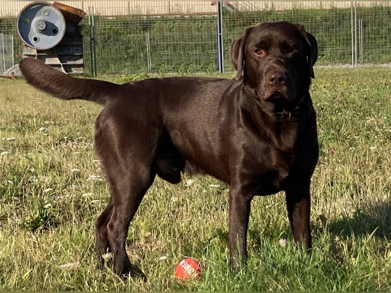 Labrador Deckrüde mit ZZL, decksicher, reinerbig braun chocolate nach FCI Standard, kein Verkauf!