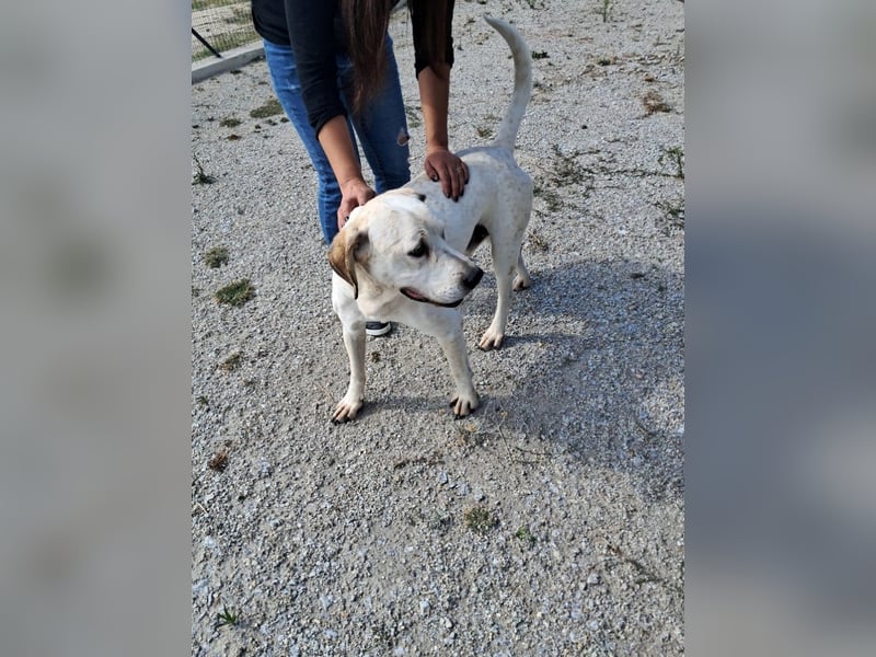 ❤️ MOISES ❤️