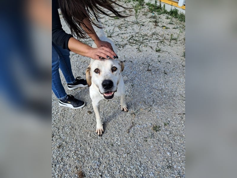 ❤️ MOISES ❤️