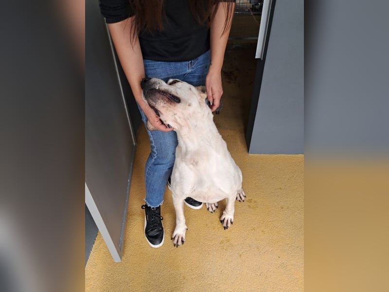 ❤️ MOISES ❤️