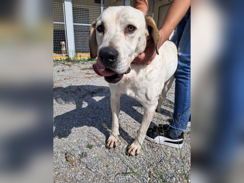 ❤️ MOISES ❤️