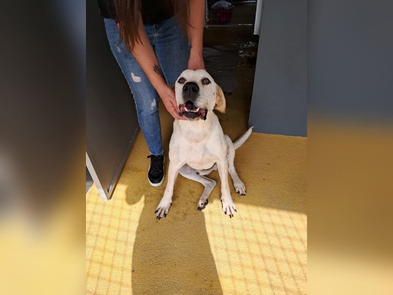 ❤️ MOISES ❤️