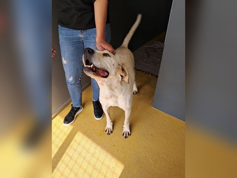 ❤️ MOISES ❤️