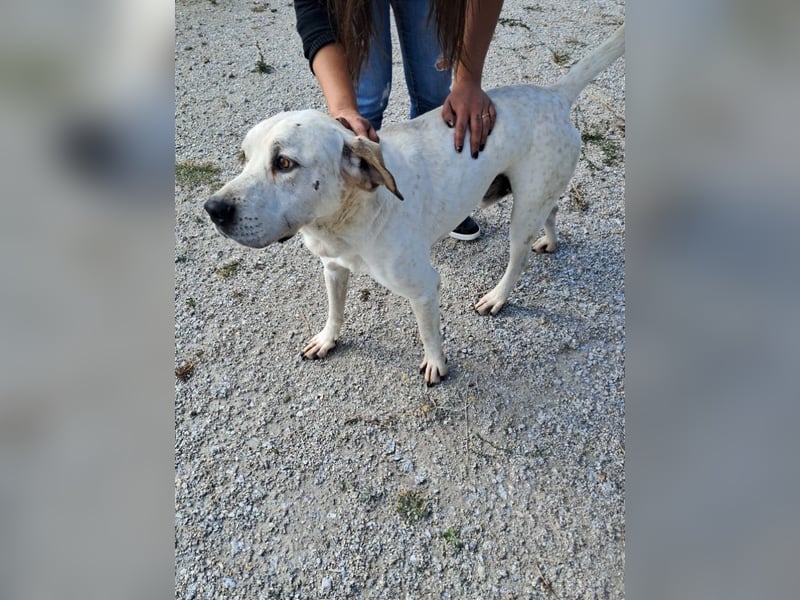 ❤️ MOISES ❤️