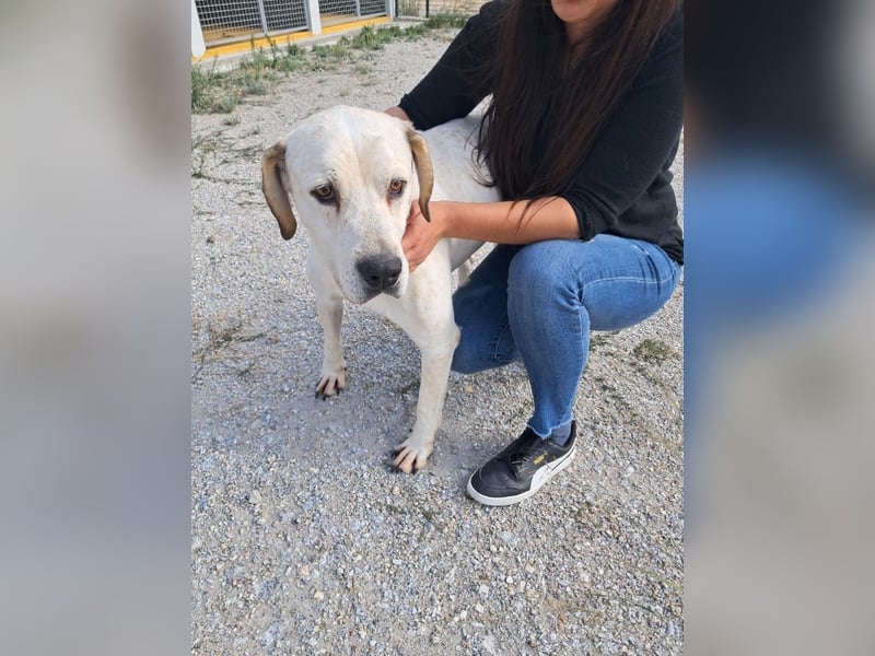 ❤️ MOISES ❤️