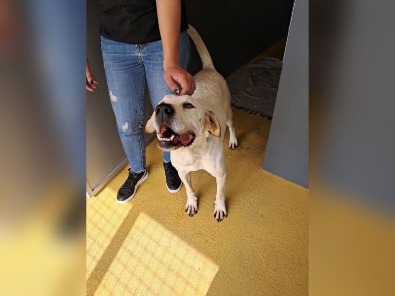 ❤️ MOISES ❤️