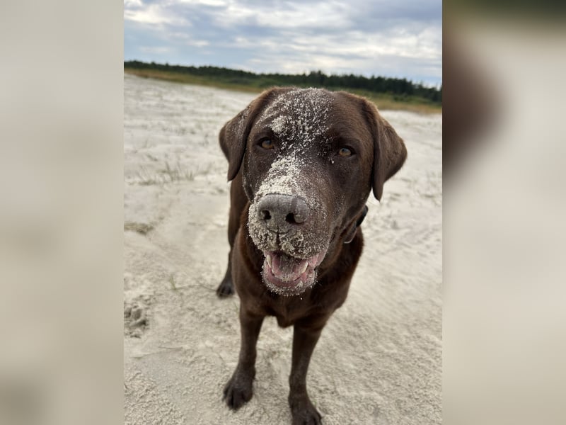 Wurfankündigung Frühjahr 2026 braune Labradorwelpen