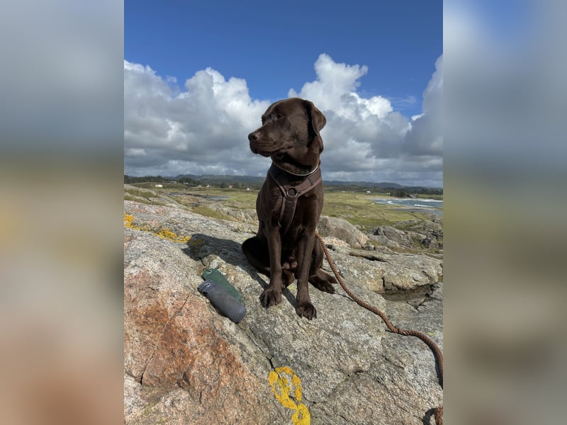 Wurfankündigung Frühjahr 2026 braune Labradorwelpen