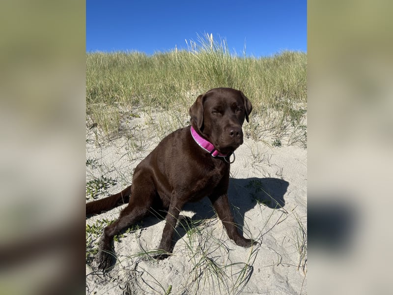 Wurfankündigung Frühjahr 2026 braune Labradorwelpen