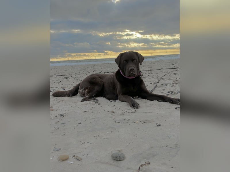 Wurfankündigung Frühjahr 2026 braune Labradorwelpen