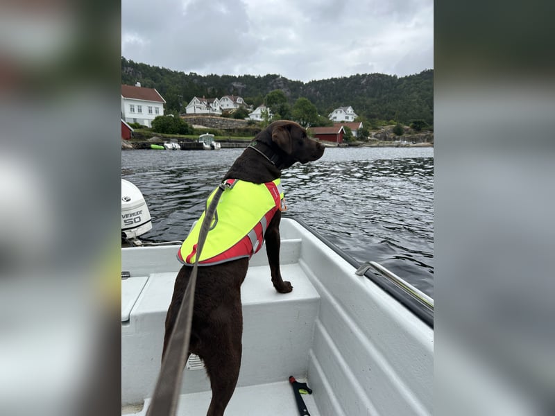 Wurfankündigung Frühjahr 2026 braune Labradorwelpen