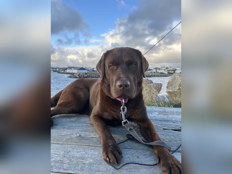 Wurfankündigung Frühjahr 2026 braune Labradorwelpen