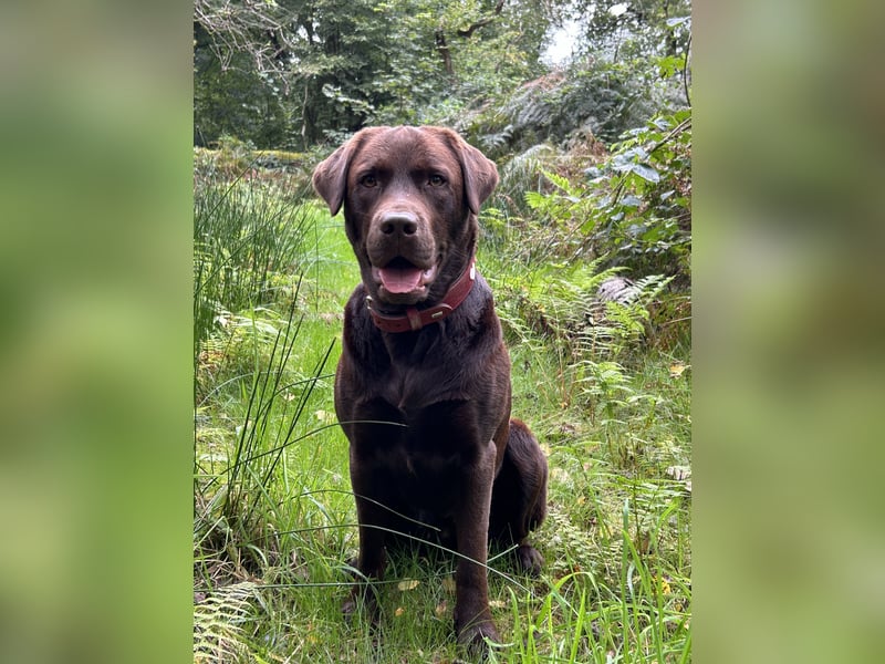 Wurfankündigung Frühjahr 2026 braune Labradorwelpen