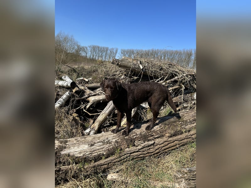 Wurfankündigung Frühjahr 2026 braune Labradorwelpen