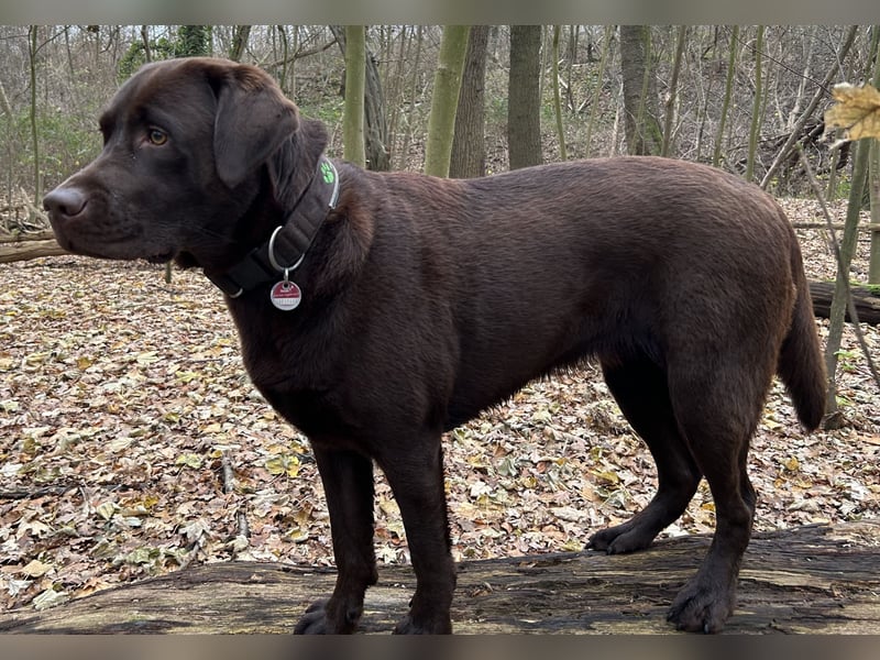Wurfankündigung Frühjahr 2026 braune Labradorwelpen