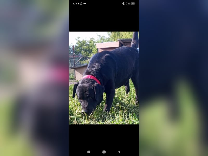 Labrador Namens Graf sucht ein liebevolles Zuhause..