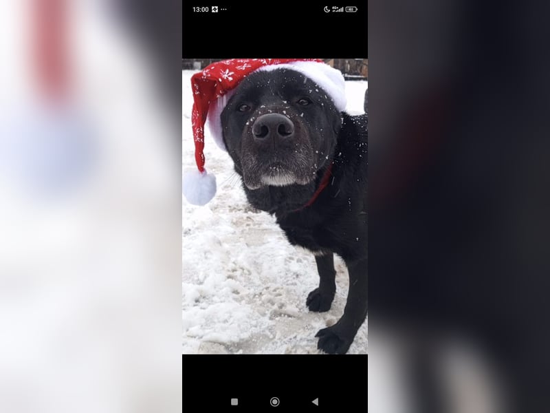 Labrador Namens Graf sucht ein liebevolles Zuhause..