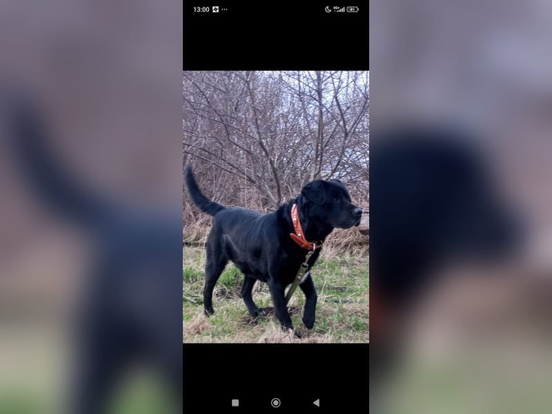 Labrador Namens Graf sucht ein liebevolles Zuhause..