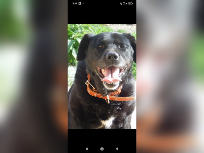 Labrador Namens Graf sucht ein liebevolles Zuhause..