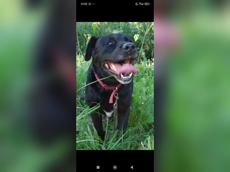 Labrador Namens Graf sucht ein liebevolles Zuhause..