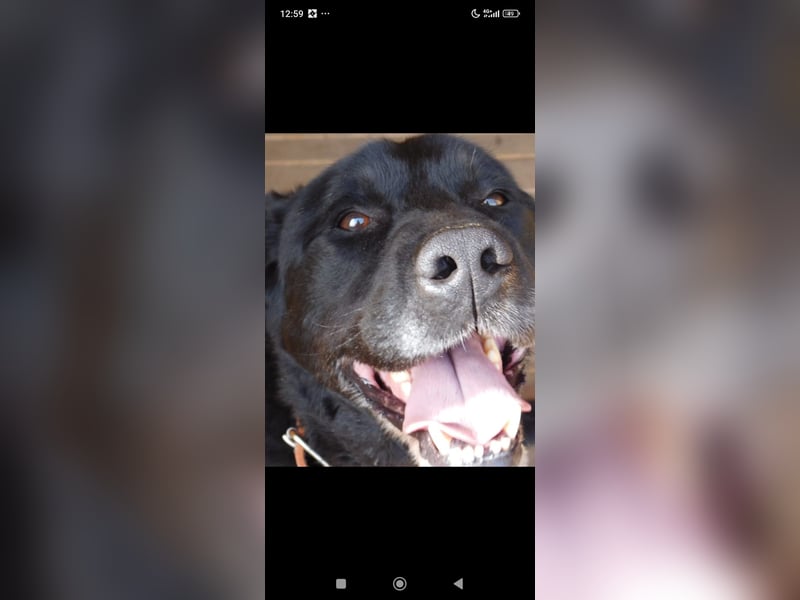 Labrador Namens Graf sucht ein liebevolles Zuhause..