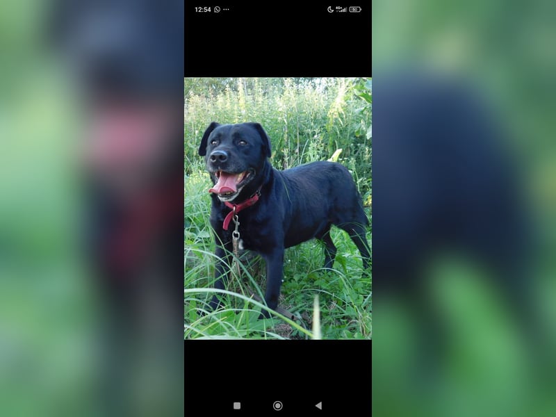 Labrador Namens Graf sucht ein liebevolles Zuhause..