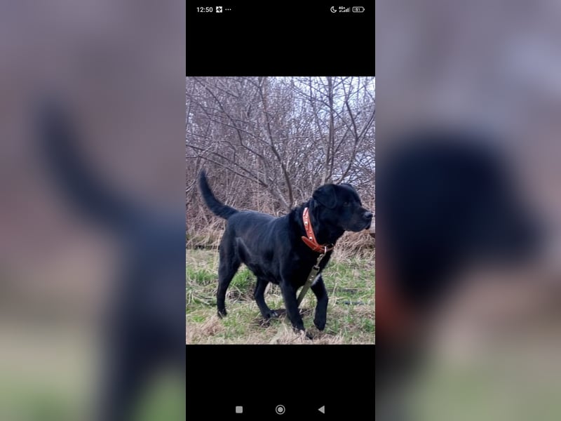 Labrador Namens Graf sucht ein liebevolles Zuhause..