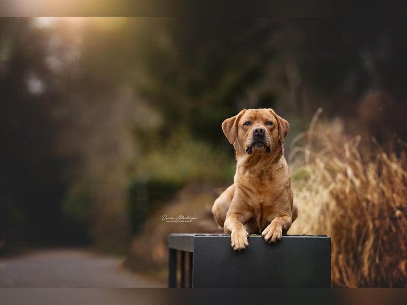 Deckrüde - Labrador - Once in a Lifetime Amarillo aka Sid