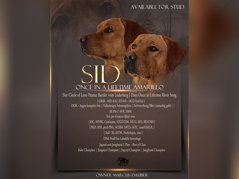 Deckrüde - Labrador - Once in a Lifetime Amarillo aka Sid