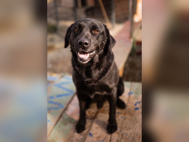 Labbi ARCHIE❤️ein liebevoller, anhänglicher & fantastischer Hundebub!